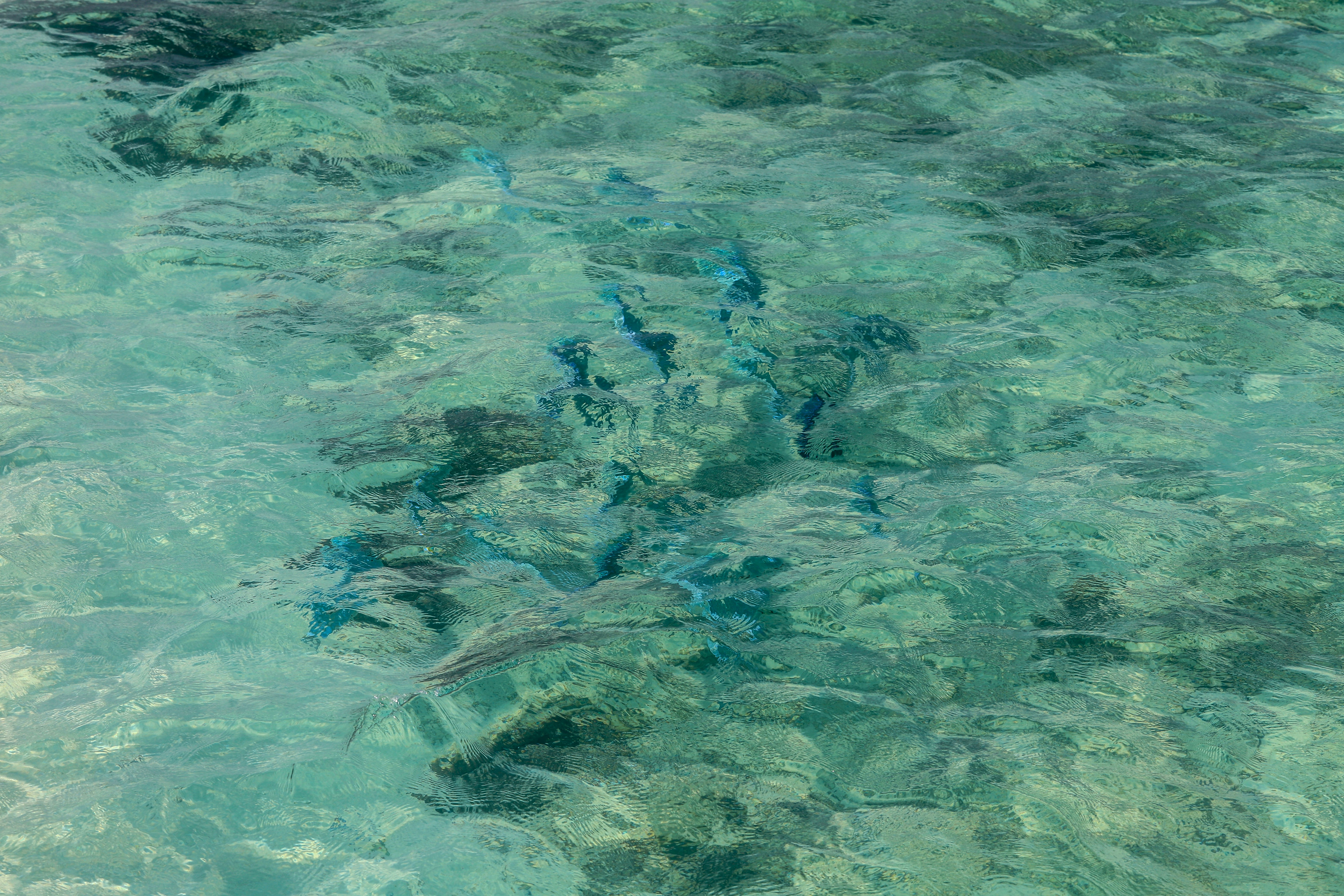 bunte Fische unter Wasser