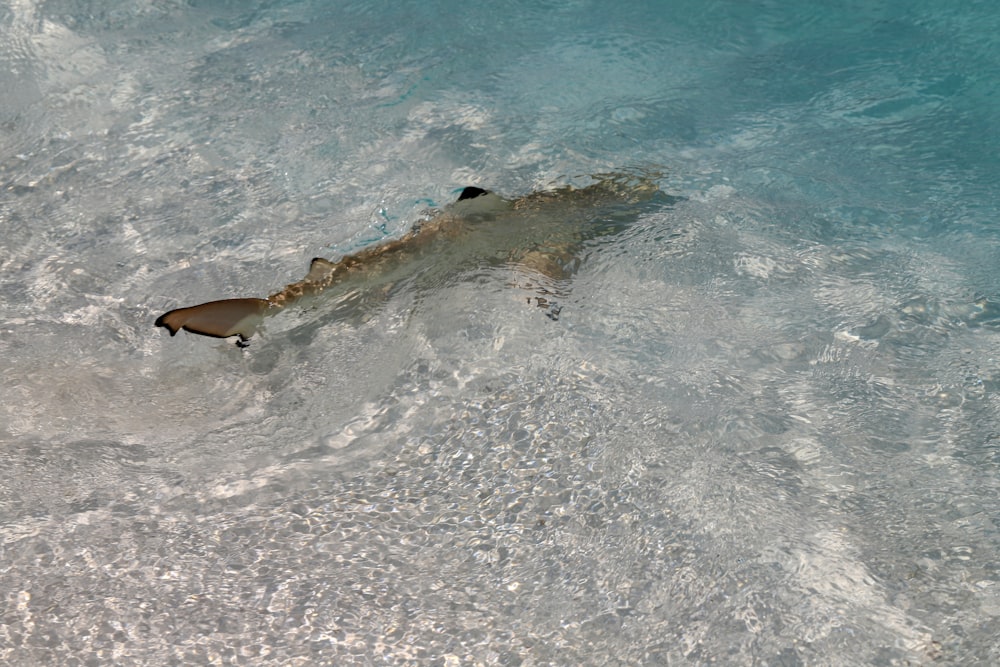 Uccello marrone che vola sopra il mare durante il giorno