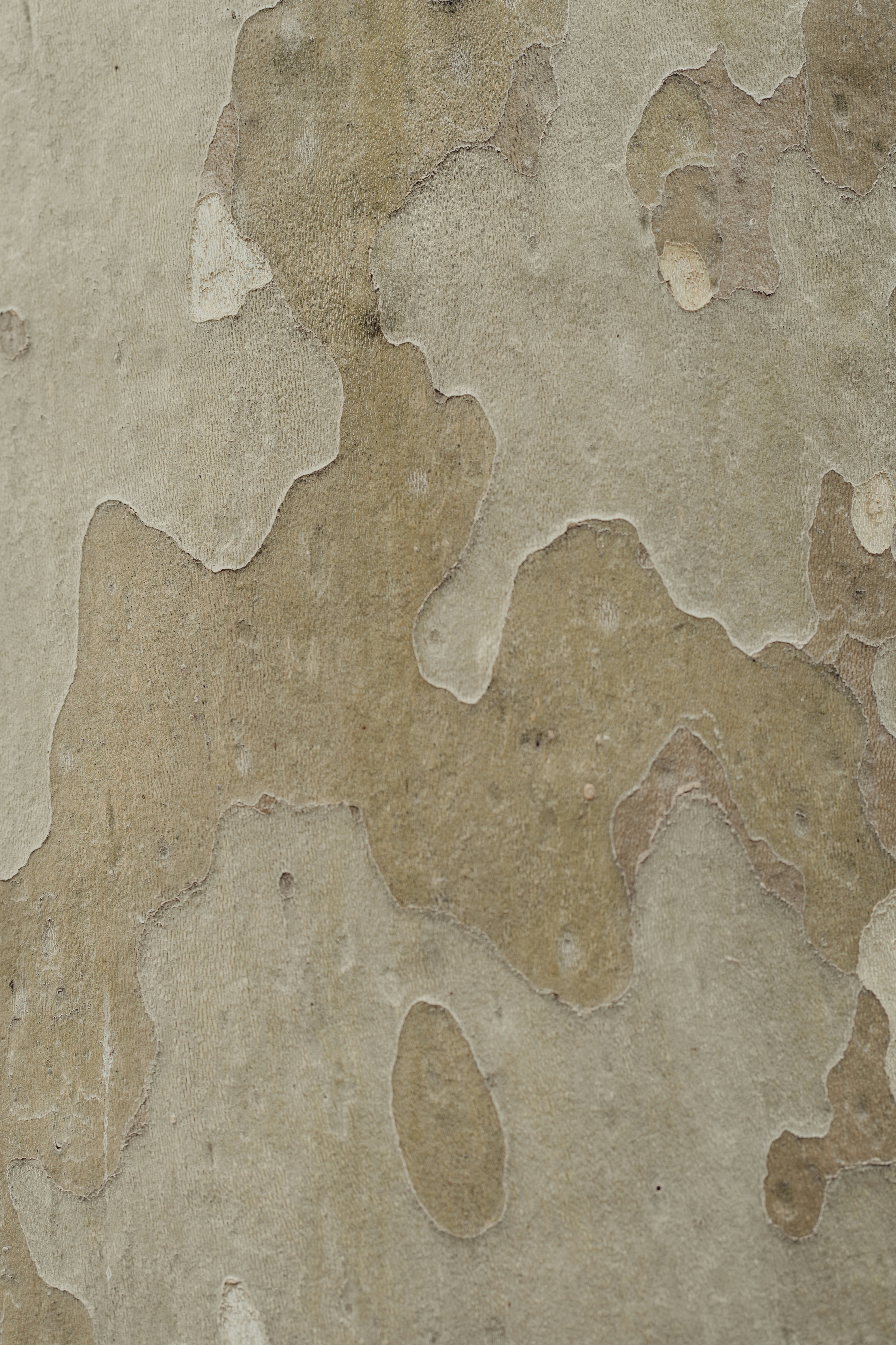 Camouflage pattern on a eucalyptus tree trunk