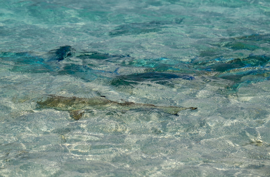 brown fish on body of water during daytime