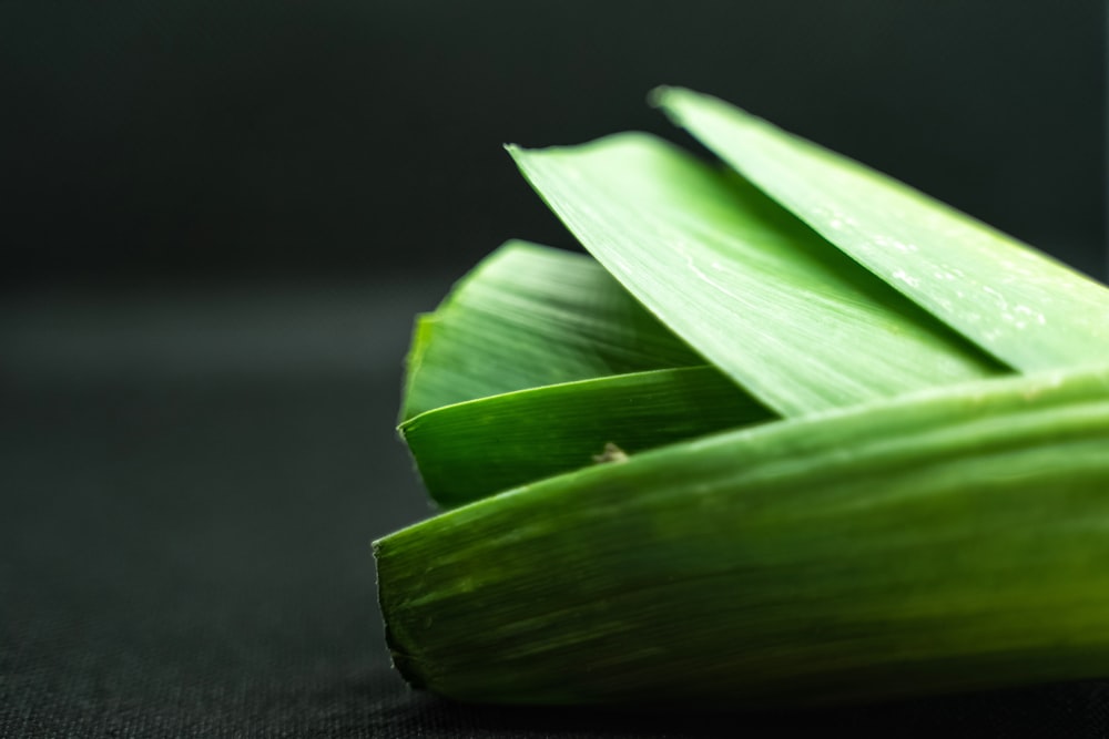 green leaf on black surface