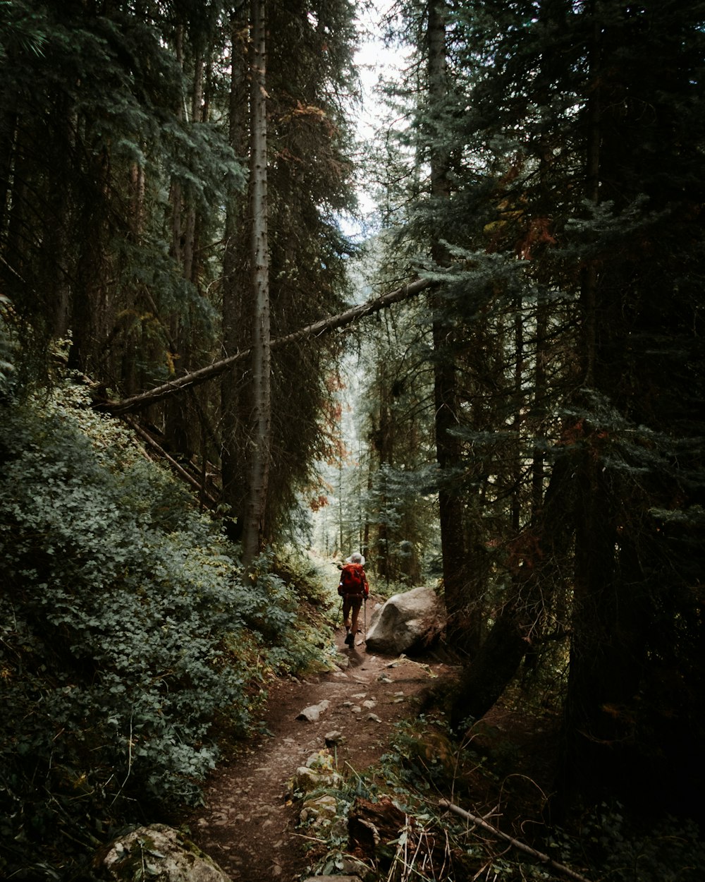 person in brown jacket and black pants walking on forest during daytime