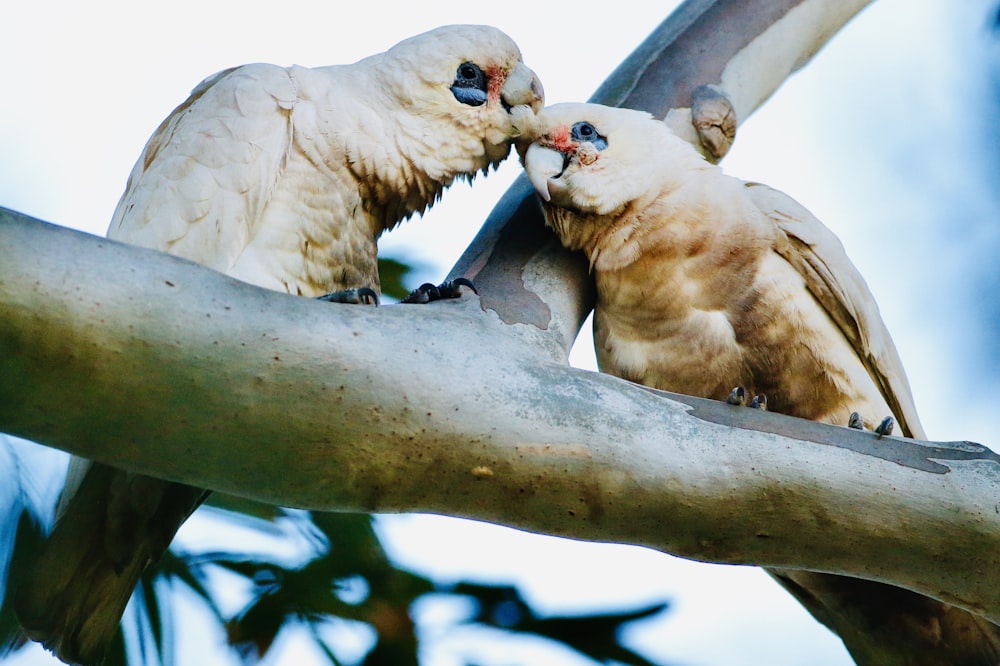 white bird on brown tree branch