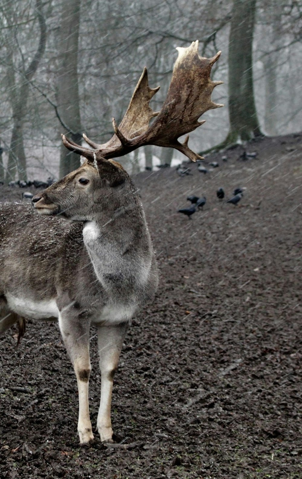 gray and white deer standing on brown soil during daytime