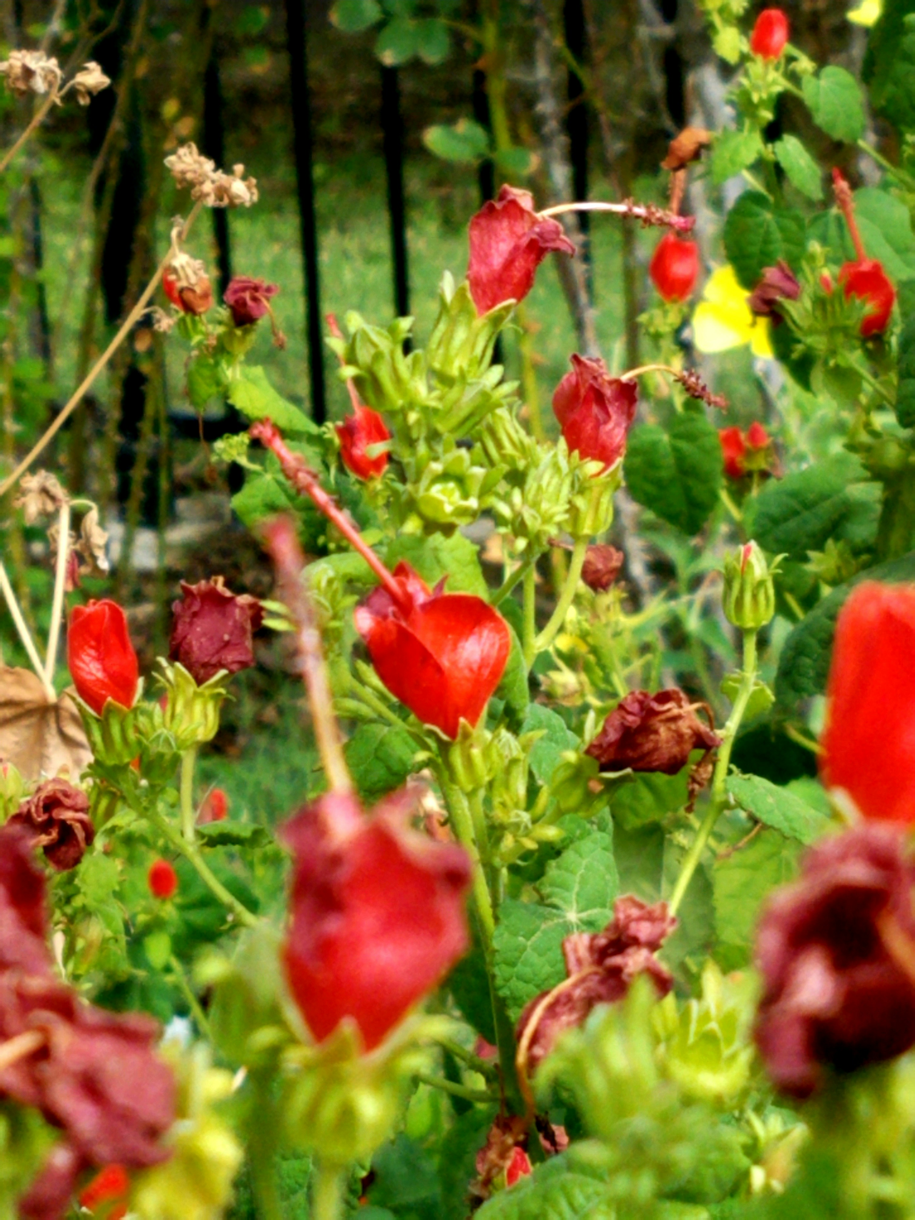 red flowers with green leaves