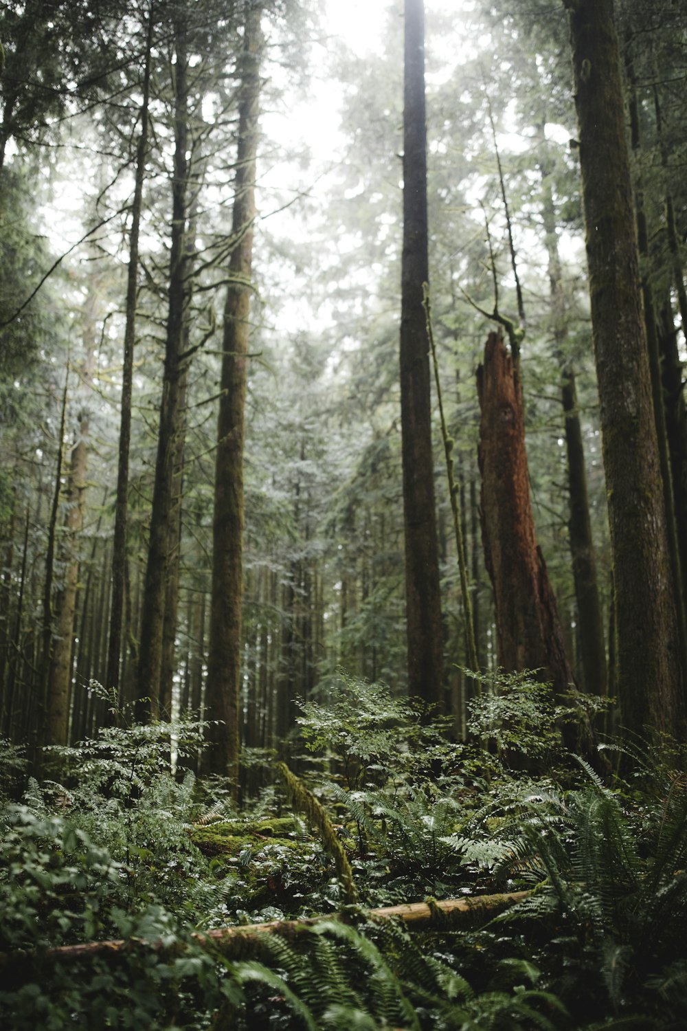 piante e alberi verdi durante il giorno