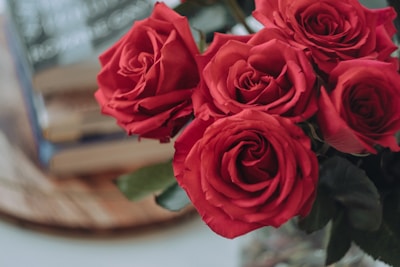 A close-up of a bouquet of vibrant red roses with soft, velvety petals. The background includes a stack of blurred books, hinting at an intimate and cozy setting.