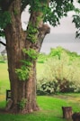 brown tree trunk on green grass field during daytime