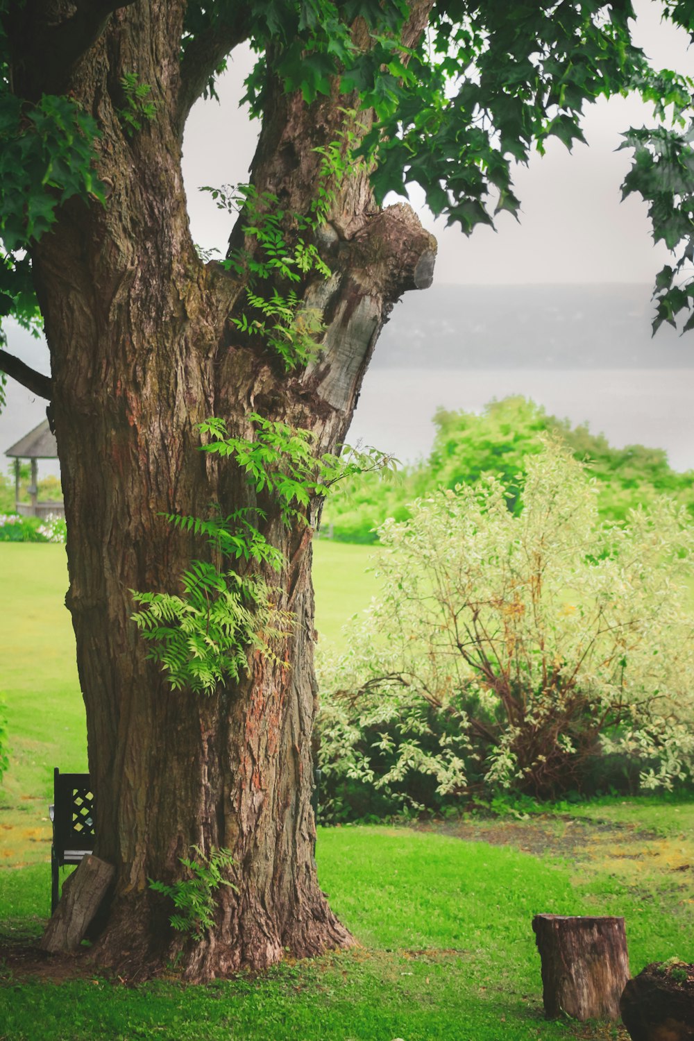 tronc d’arbre brun sur un champ d’herbe verte pendant la journée