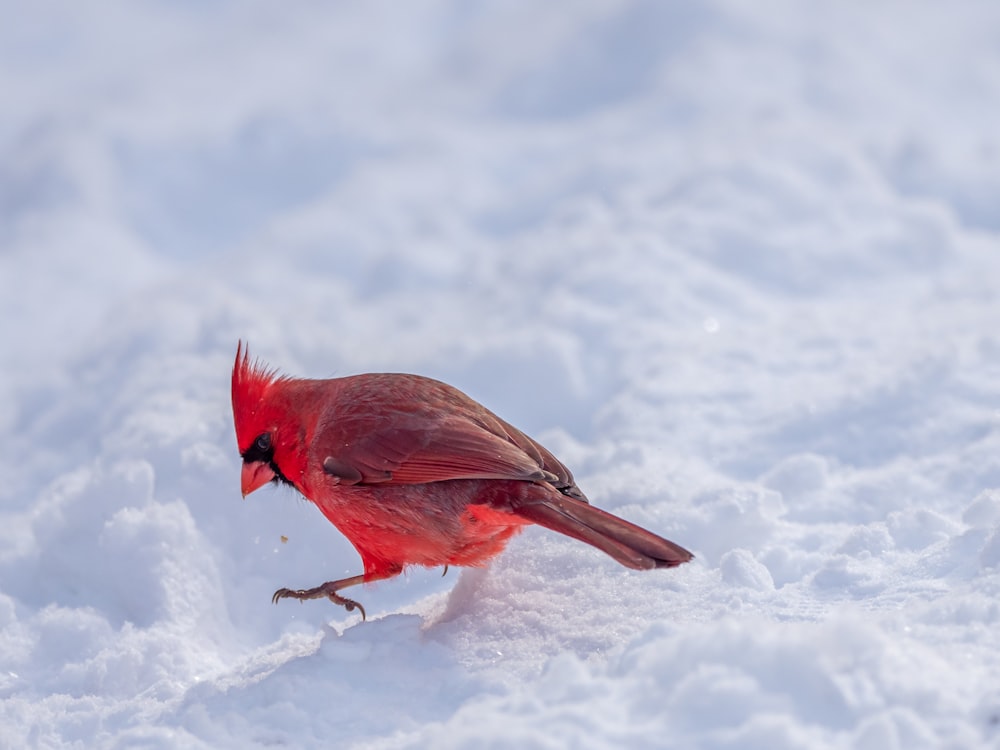 uccello rosso e nero su terreno coperto di neve
