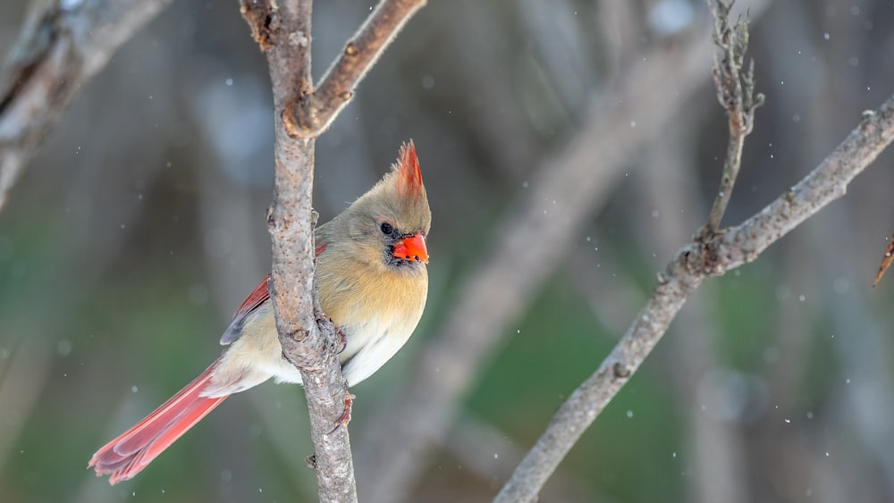 white and brown bird on tree branch