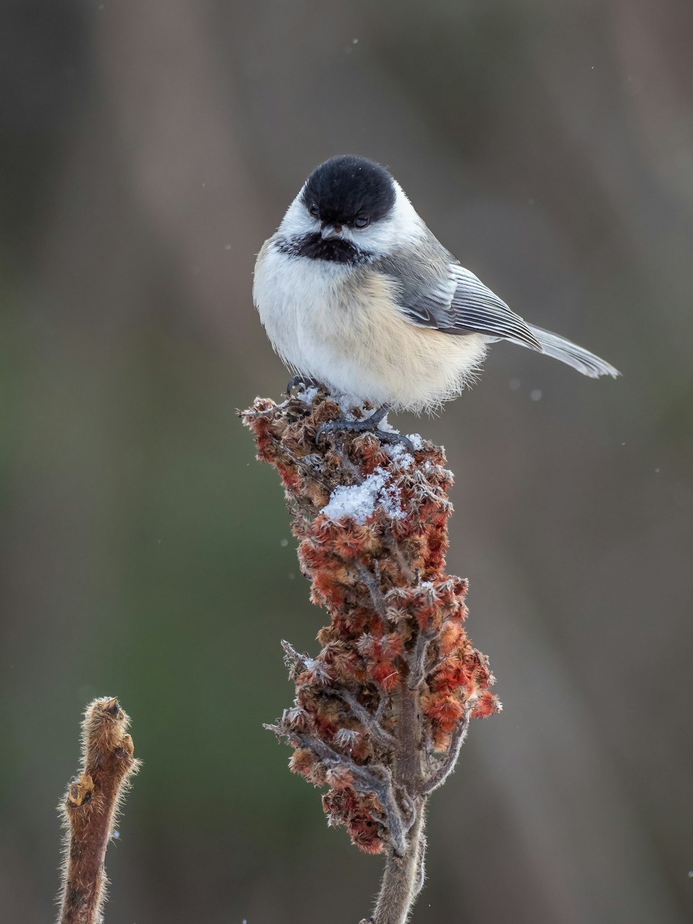 black and white bird on brown tree branch