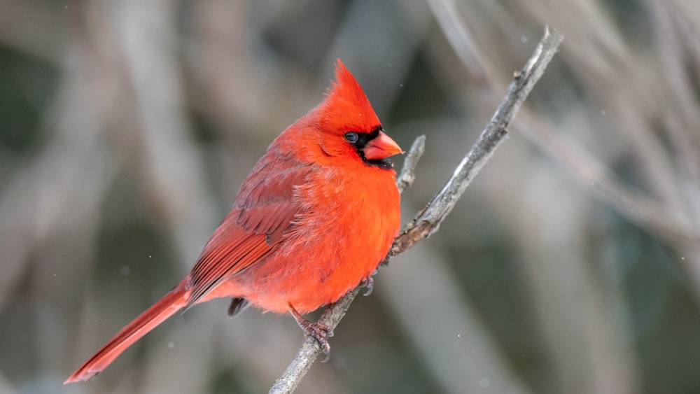 red cardinal bird perched on tree branch