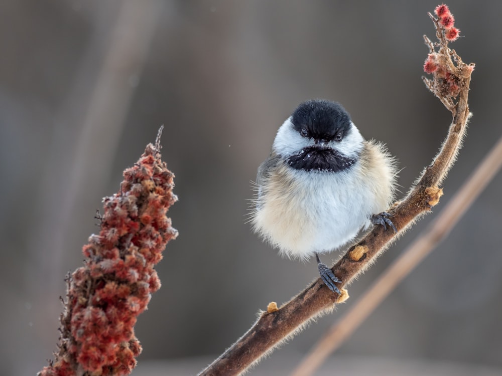 white and black bird on brown tree branch