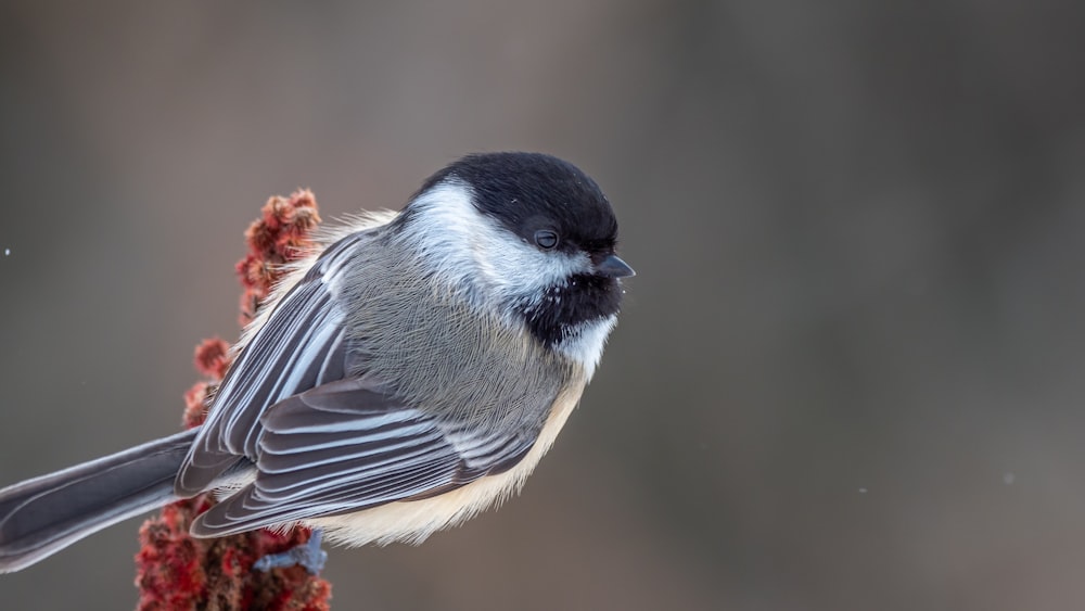 black and white bird on brown tree branch