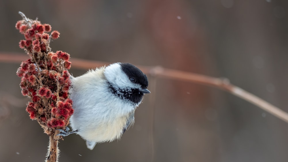 white and black bird on brown tree branch