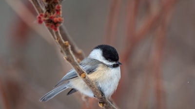 black and white bird on brown tree branch
