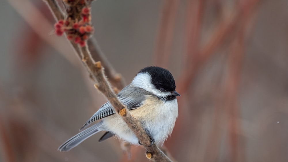 black and white bird on brown tree branch