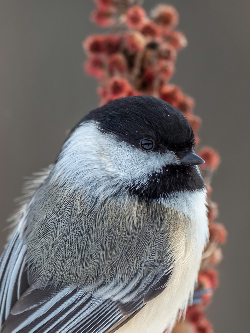 black and white bird on brown tree branch