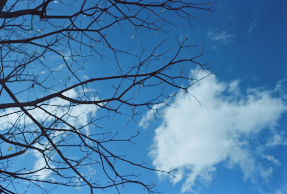 bare tree under blue sky and white clouds during daytime