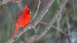 Close-up of a bright red cardinal perched on a mossy branch.