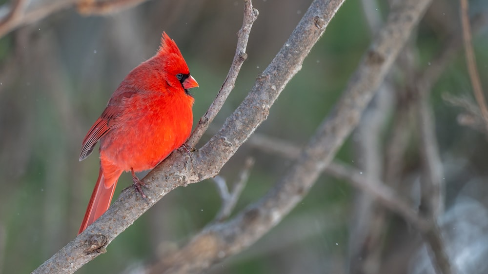 red cardinal bird on brown tree branch