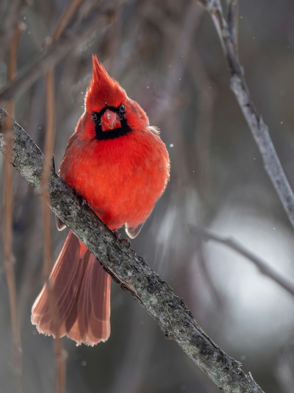 Roter Kardinalvogel auf Ast