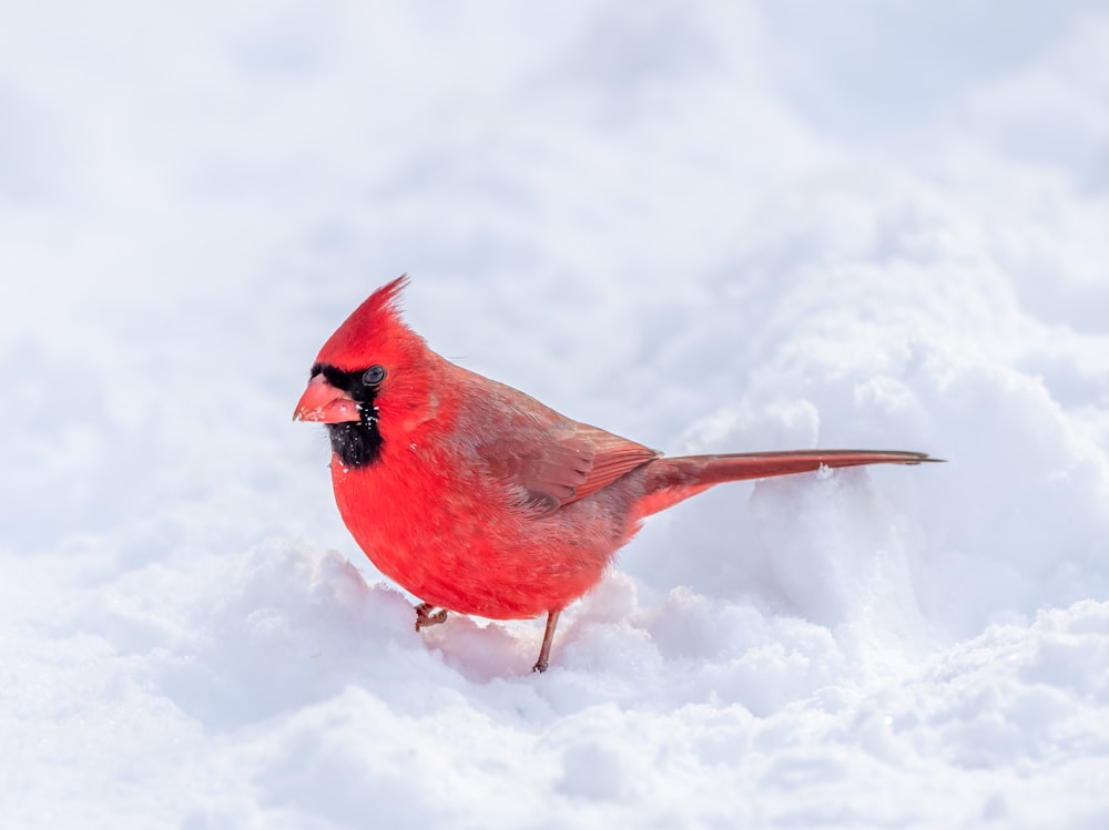 木の枝にとまった赤と青の鳥