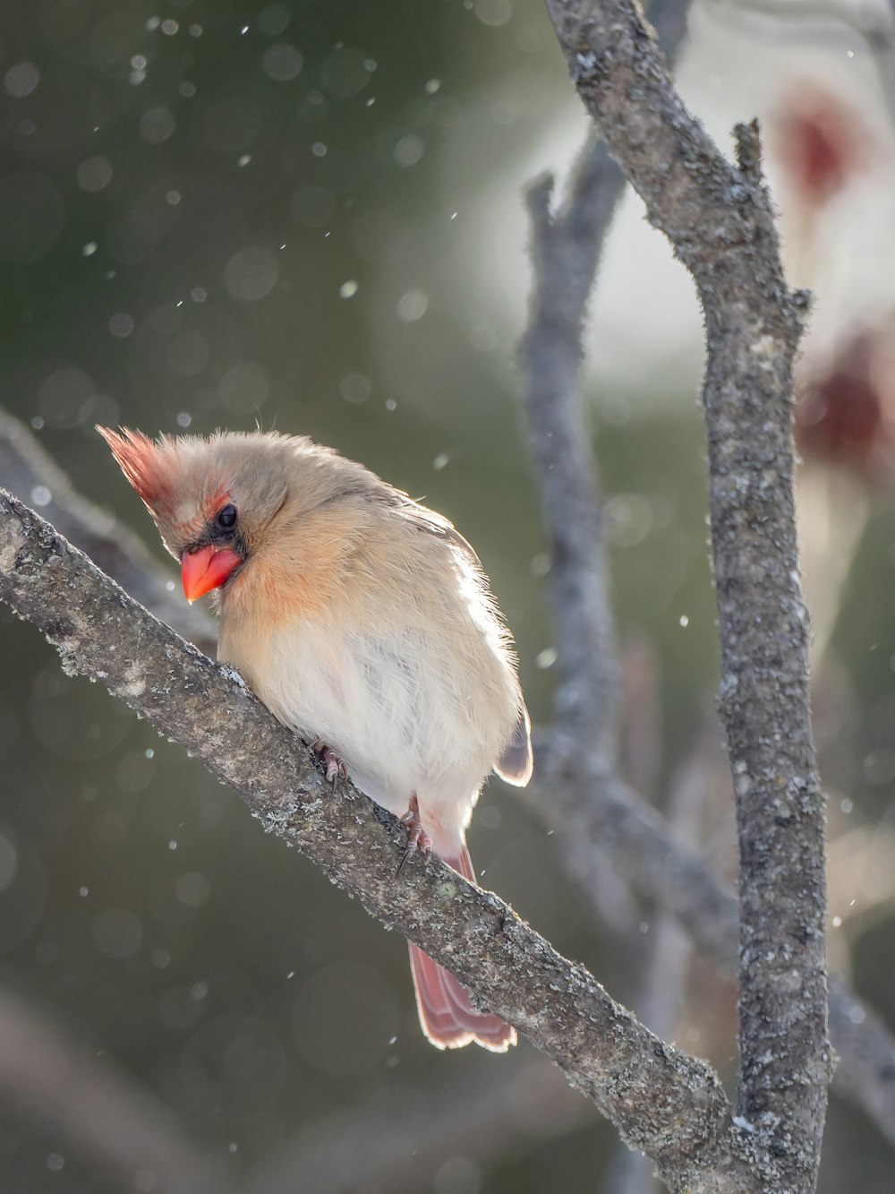 oiseau blanc et brun sur branche d’arbre