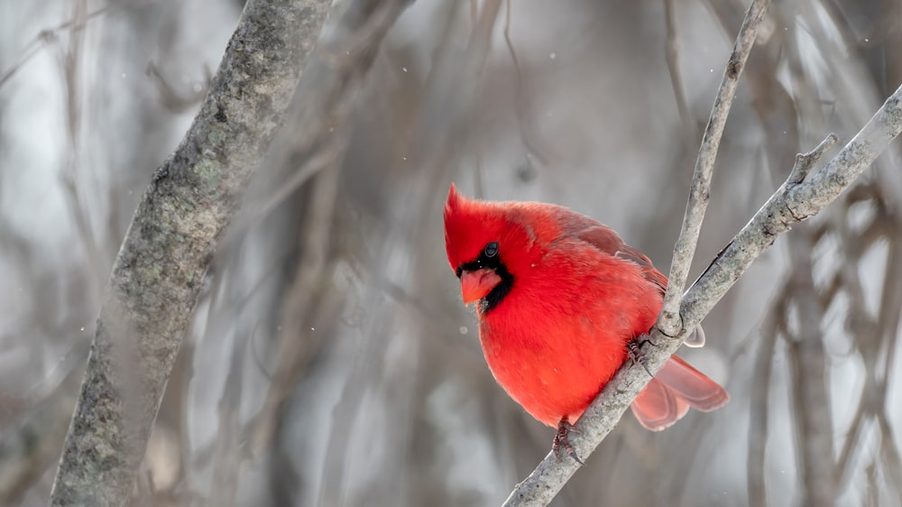oiseau cardinal rouge perché sur une branche d’arbre