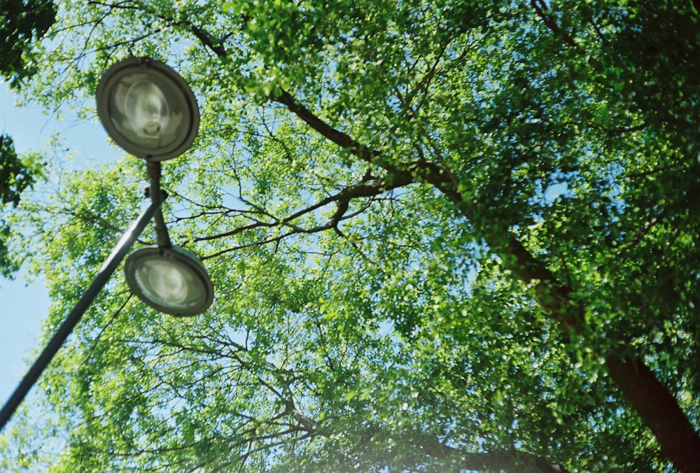 green trees with green leaves during daytime