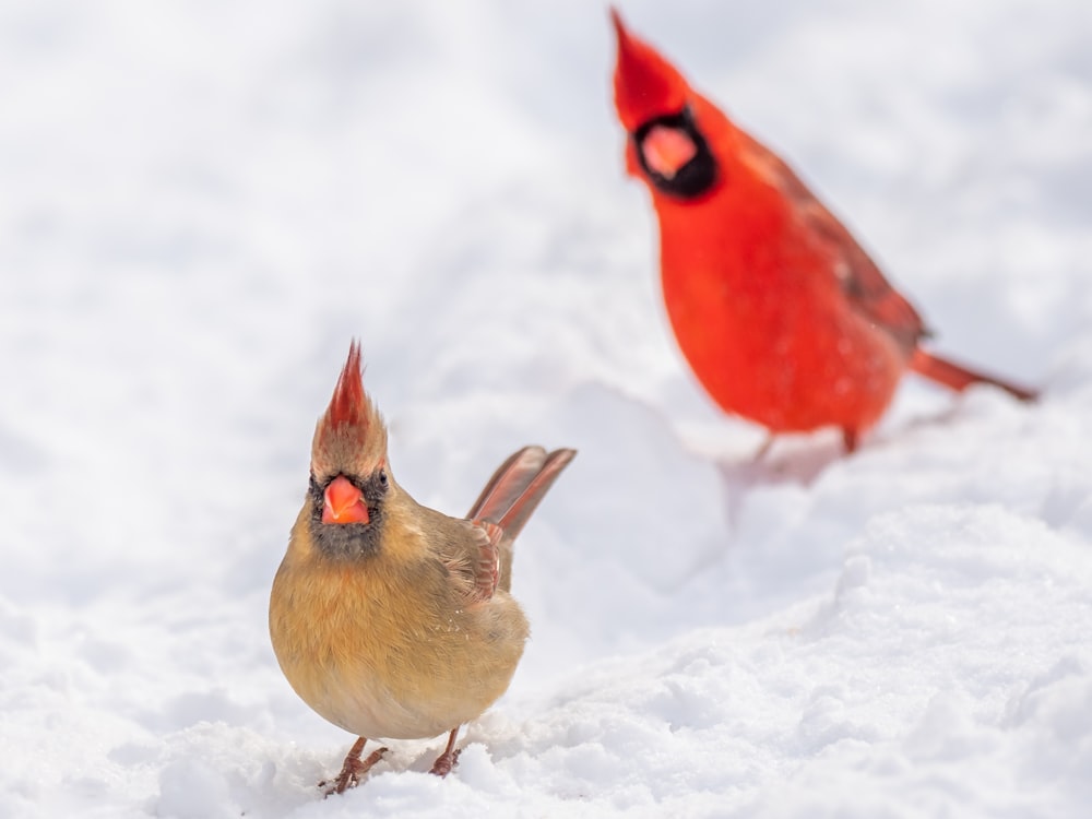 red and brown bird on snow covered ground during daytime