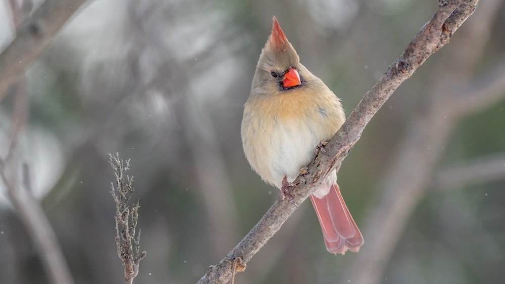 white and brown bird on tree branch