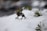 A small figurine of a mythical creature is positioned on a snowy landscape surrounded by patches of green leaves. The creature has a dark body with a distinctive headdress and a wolf-like appearance. The focus is on the figurine, with the background softly blurred, suggesting an outdoor setting.
