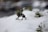 A small figurine of a mythical creature is positioned on a snowy landscape surrounded by patches of green leaves. The creature has a dark body with a distinctive headdress and a wolf-like appearance. The focus is on the figurine, with the background softly blurred, suggesting an outdoor setting.