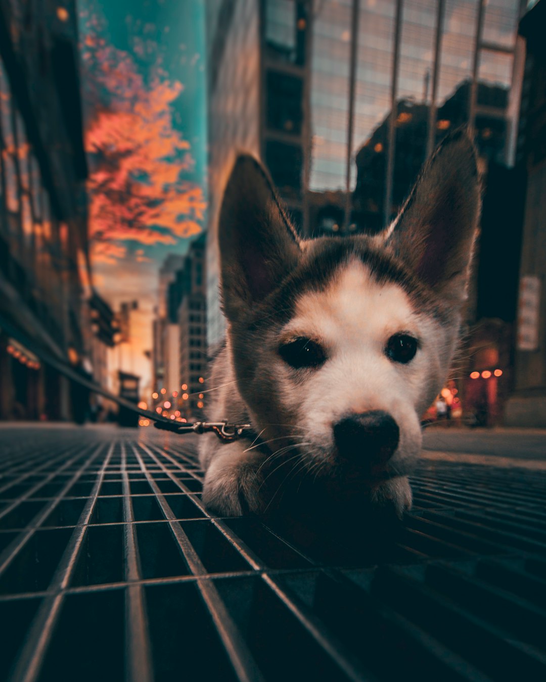 white and black siberian husky puppy on black metal fence during daytime