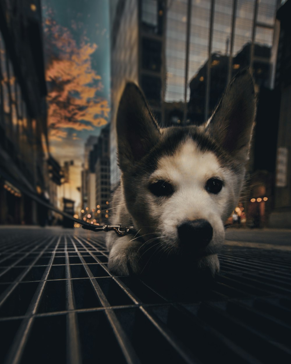 white and black siberian husky puppy on black metal fence during daytime