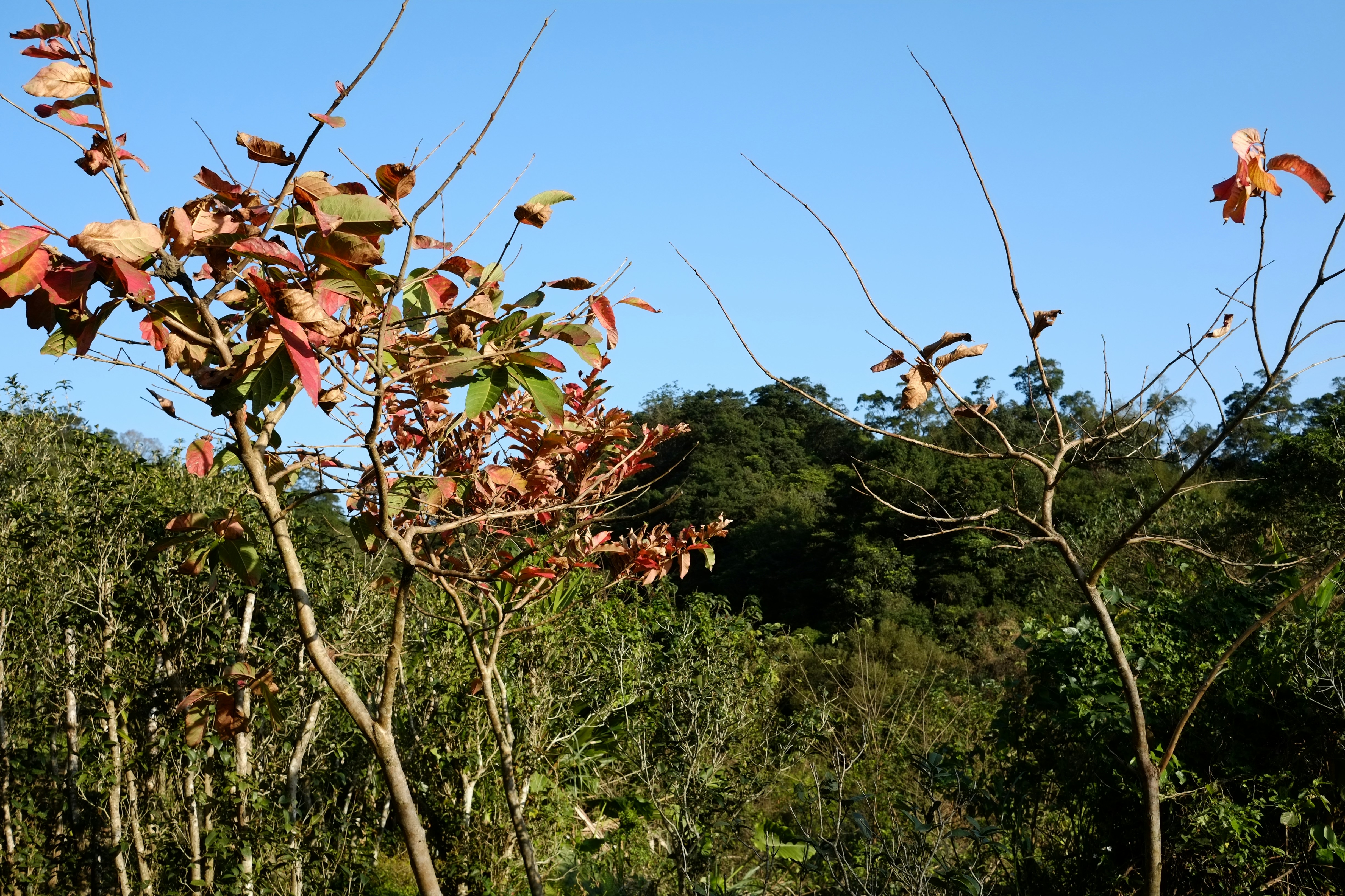 Os benefícios do guaraná (fruto) para a energia