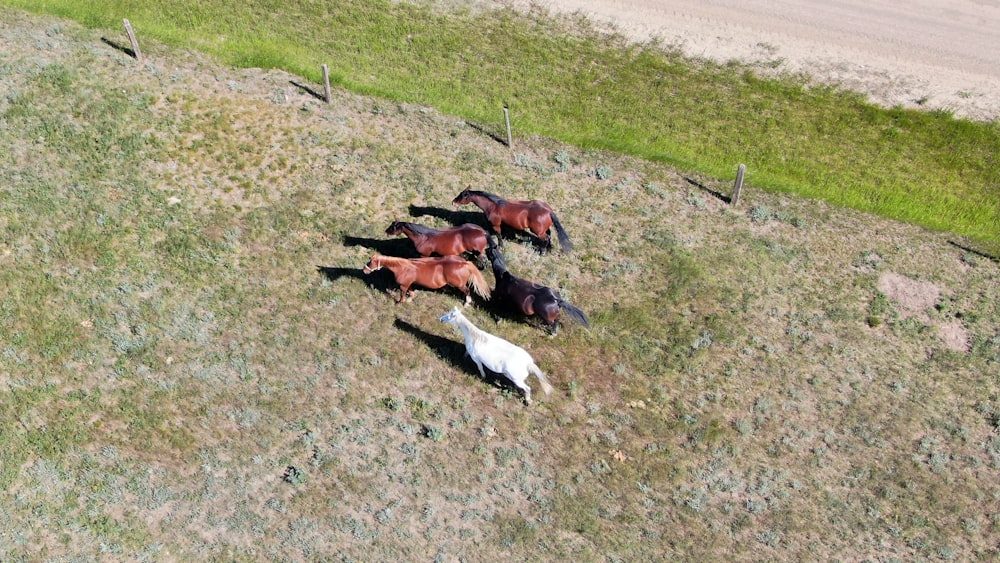 white and brown horse lying on green grass field during daytime