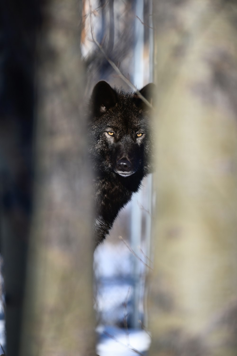 Schwarzer Wolf im Tilt Shift Objektiv