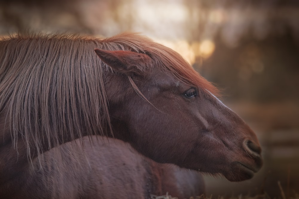 brown horse in tilt shift lens