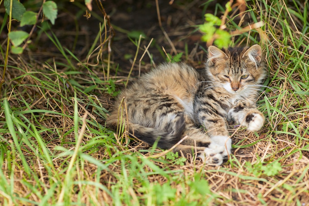 緑の草の上に横たわる茶色のぶち猫