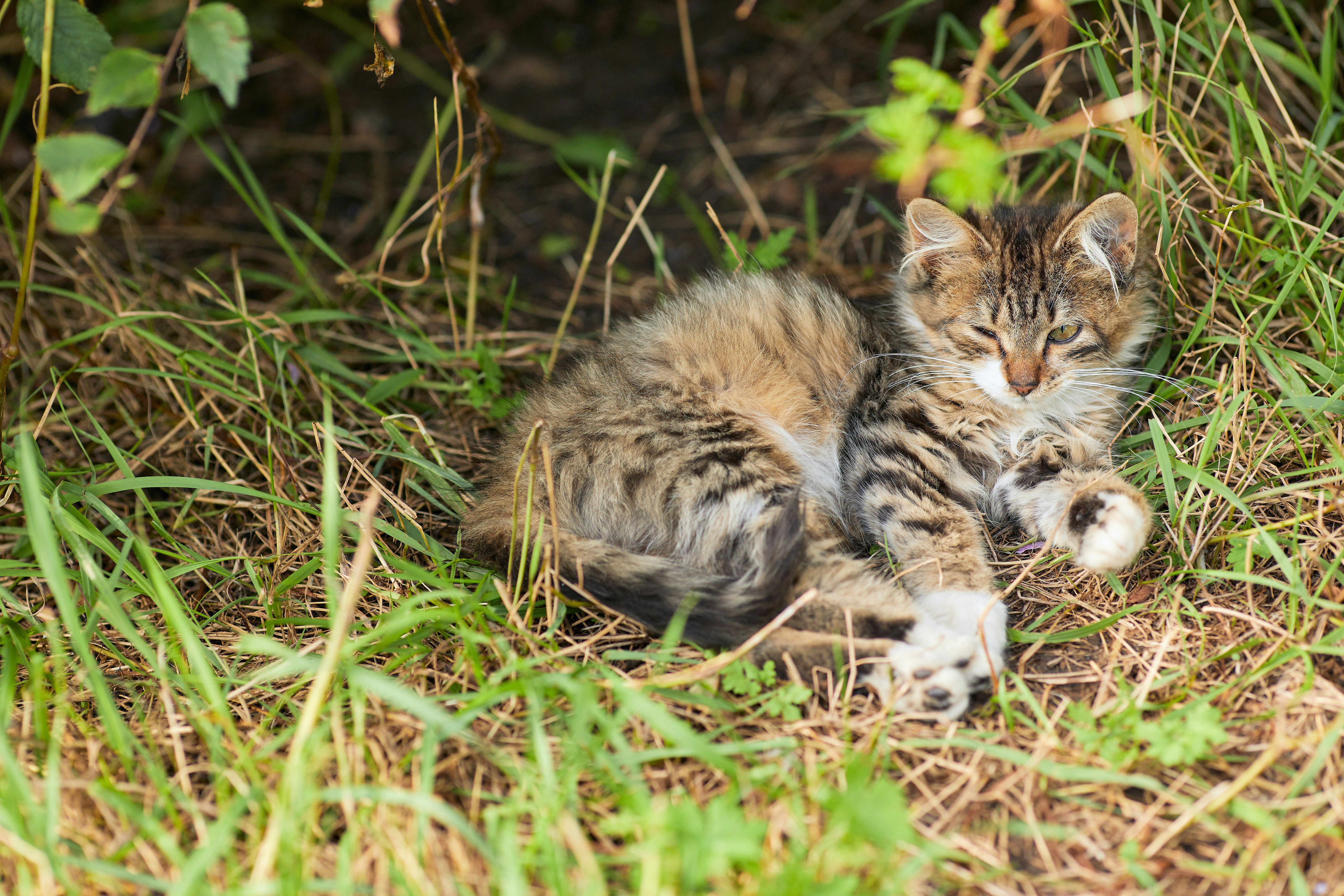 brown tabby cat lying on green grass