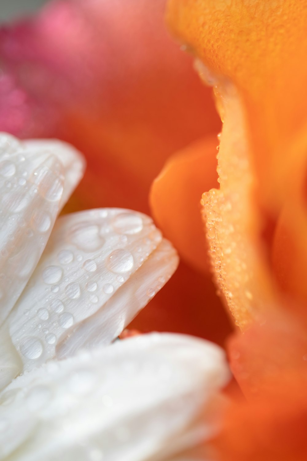 white and orange flower petals