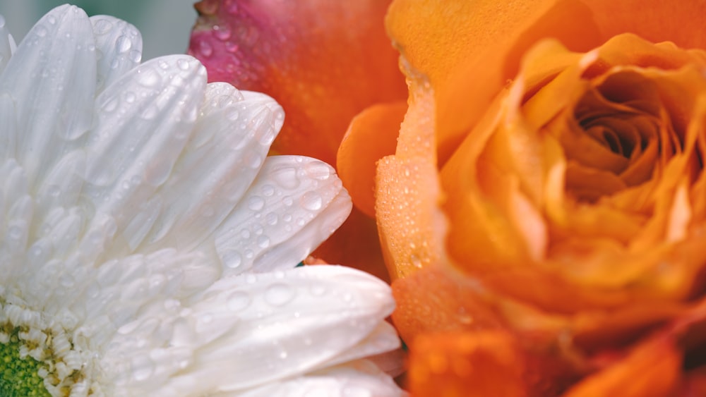 white and orange flower with water droplets