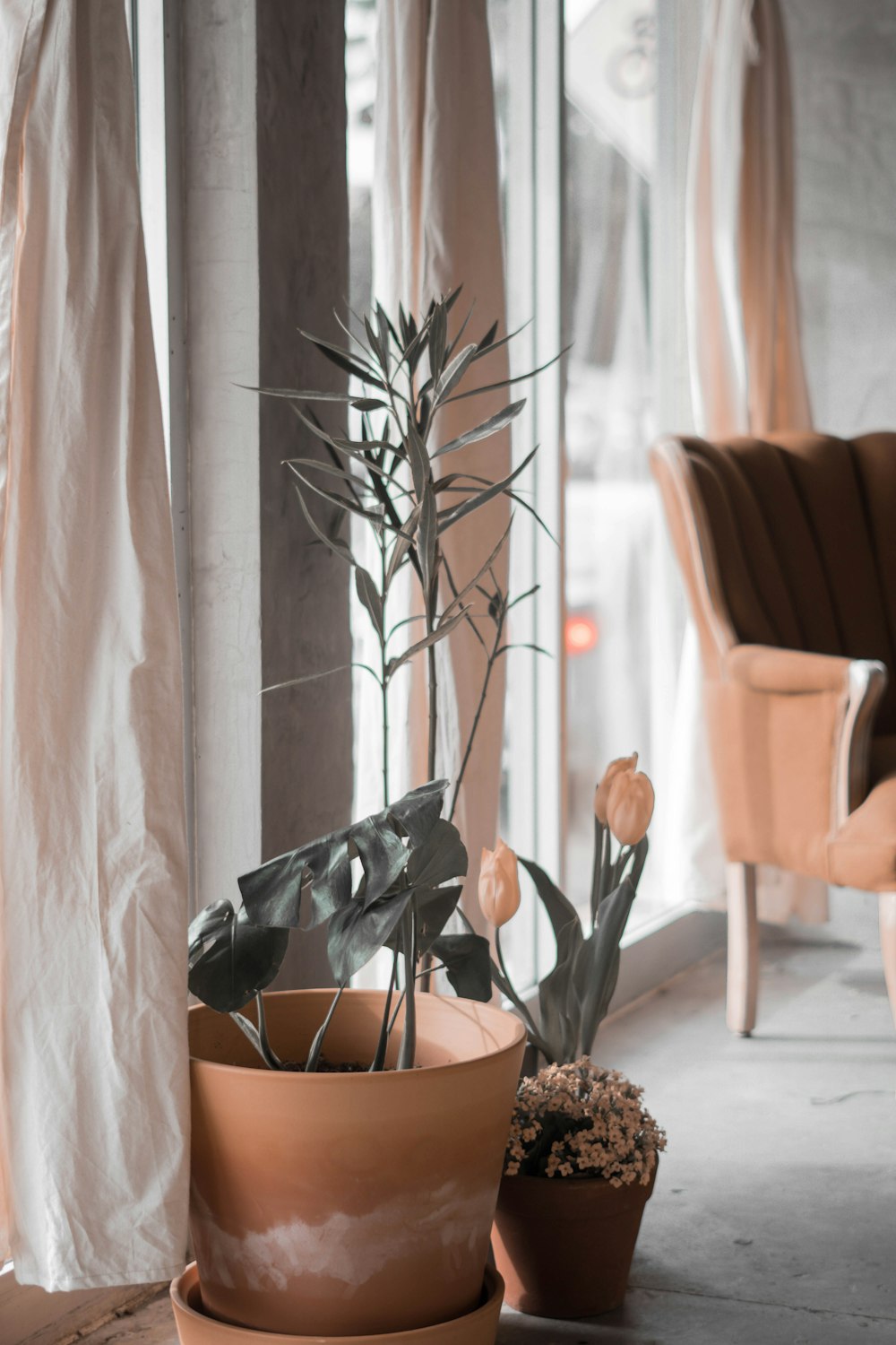 brown potted green plant on brown wooden table