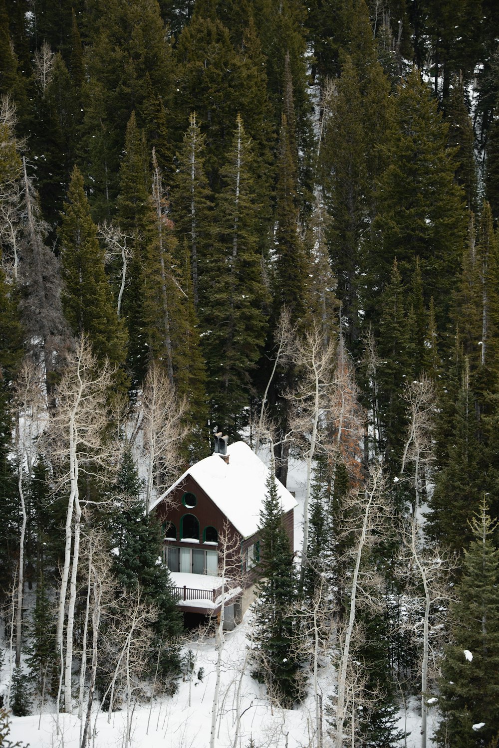 white and brown wooden house in the middle of forest