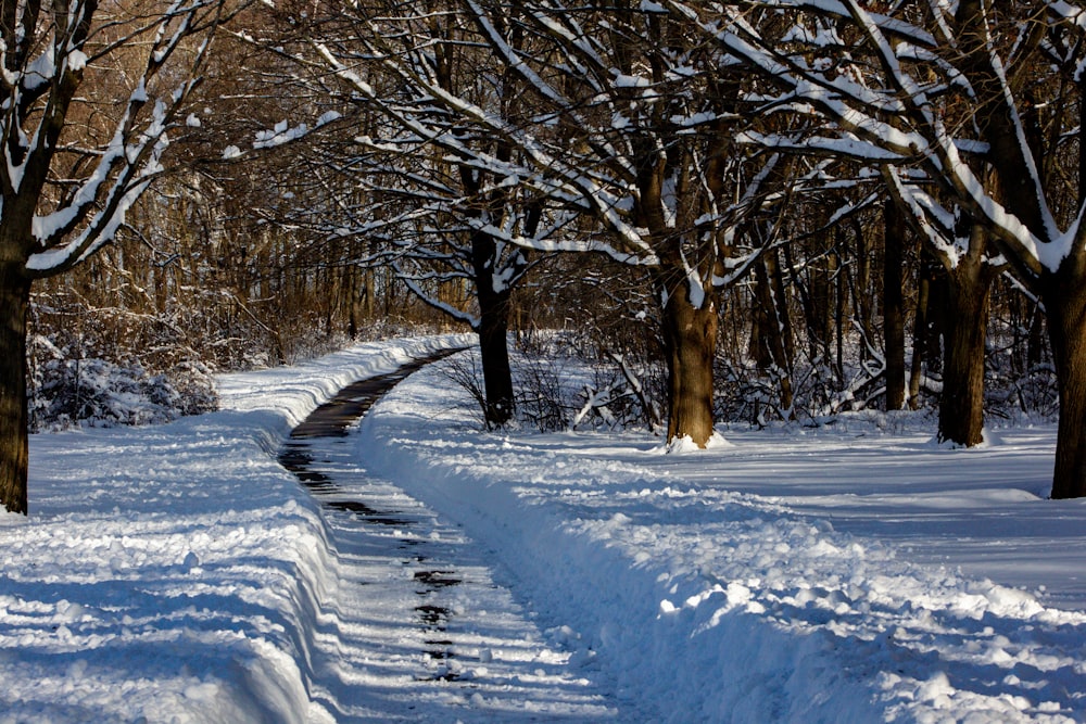 Árboles desnudos marrones en suelo cubierto de nieve durante el día