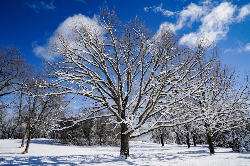 昼間は青空の下、雪に覆われた地面に葉のない木
