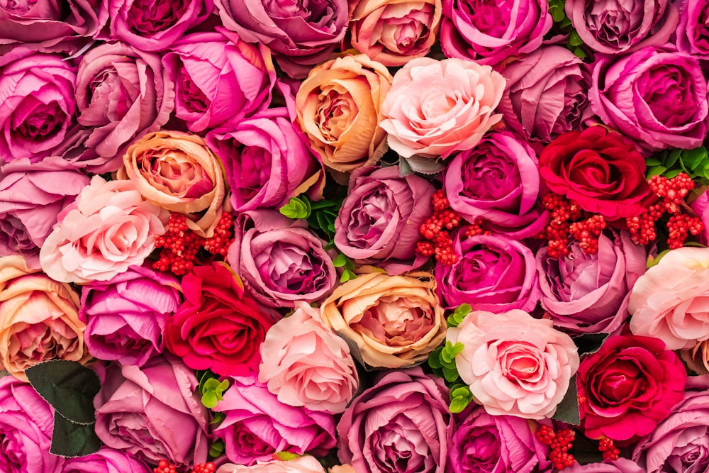 pink and yellow roses in close up photography